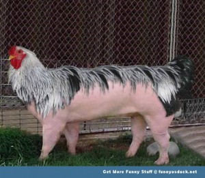 Funny-Chicken-Pig-300x261.jpg